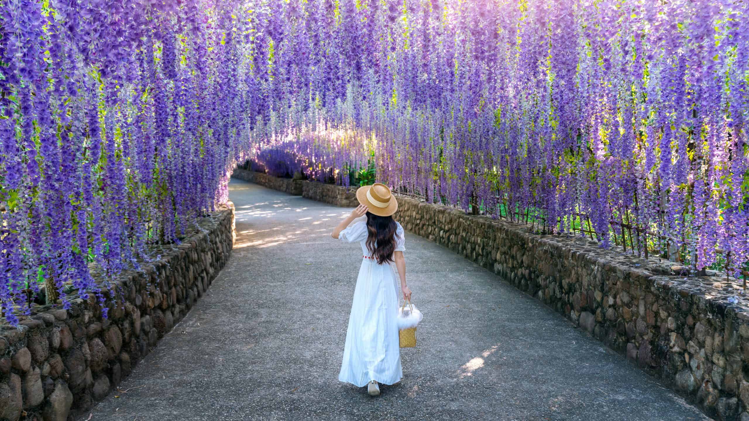 After canola, sunflowers and poppies, it’s time for wisteria! This plant is making waves on Instagram