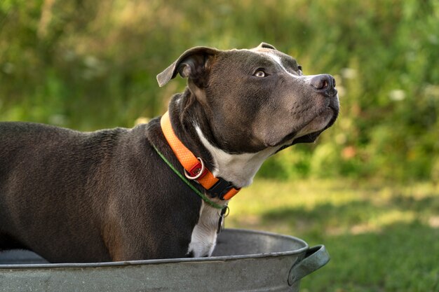 Exploring the benefits of genuine leather collars for your furry friend
